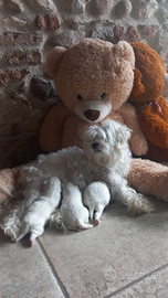 Cuccioli Maltipoo Toy