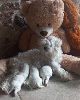 Cuccioli Maltipoo Toy