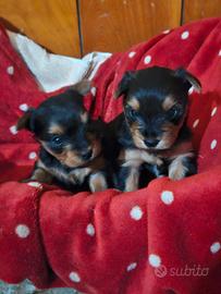 Cucciolo di Yorkshire