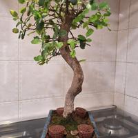 bonsai quercia