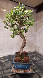 bonsai quercia