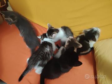 Gattini stupendi