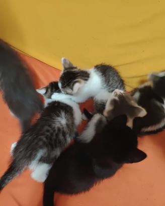 Gattini stupendi