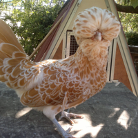 Galline ornamentali