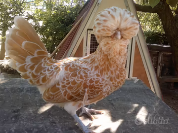 Galline ornamentali