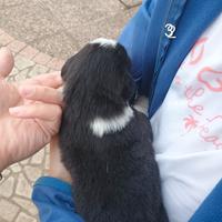 Pastore australiano con pedigree