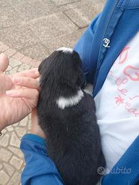 Pastore australiano con pedigree