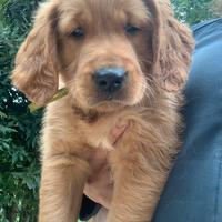 Cuccioli golden retriever inglesi