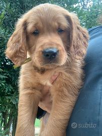 Cuccioli golden retriever inglesi