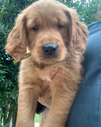 Cuccioli golden retriever inglesi