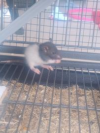 Ratti domestici
