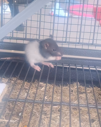 Ratti domestici