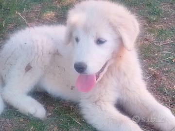 Pastore maremmano abruzzese