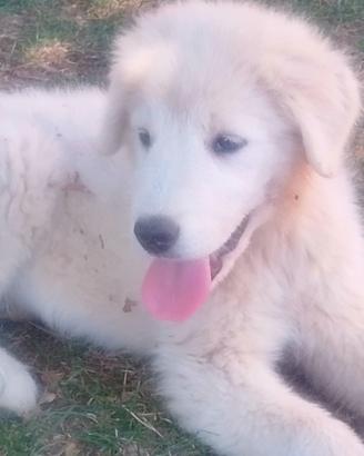Pastore maremmano abruzzese