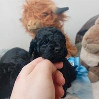 Barboncini nani neri Disponibili