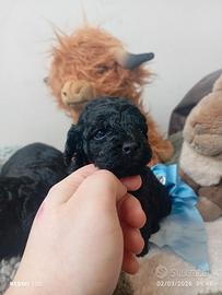 Barboncini nani neri Disponibili