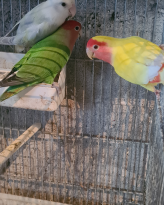 Inseparabile