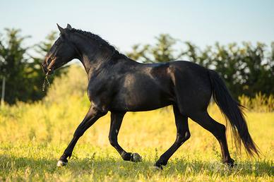 Cavallo Murgese 3 anni