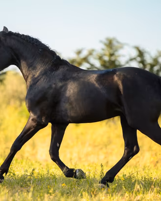 Cavallo Murgese 3 anni