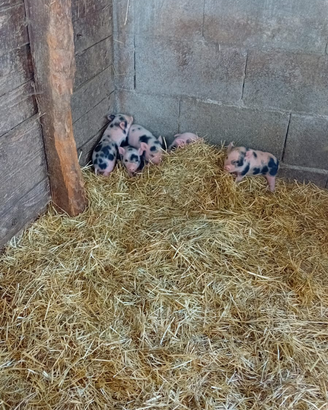 Mini pig julien