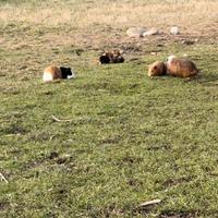 Cavie peruviane e porcellini d'india