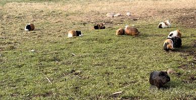 Cavie peruviane e porcellini d'india