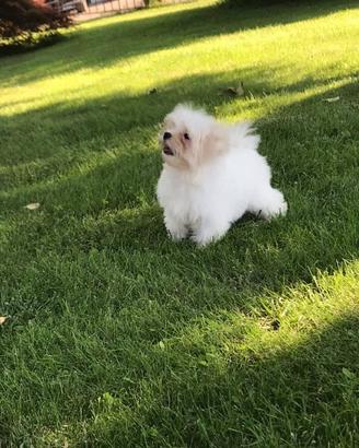Cuccioli Maltese