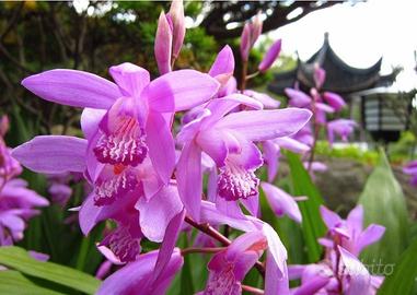 3 rizomi di Bletilla striata fuxia 