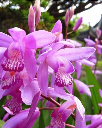 3 rizomi di Bletilla striata fuxia 