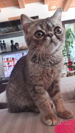 exotic shorthair 