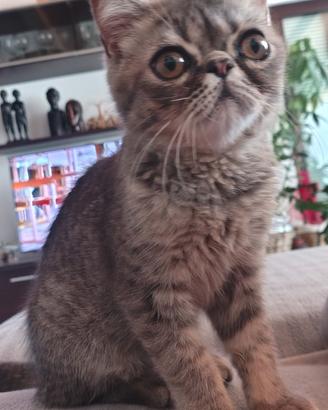 exotic shorthair 