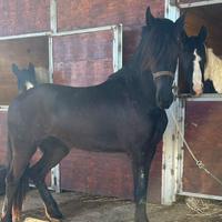 PULEDRA FRISONA 24 mesi