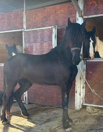 PULEDRA FRISONA 24 mesi