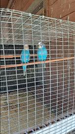 Cocorite