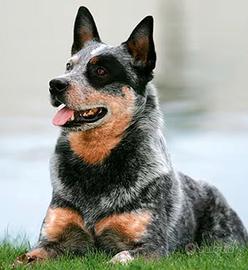 Cattle dog