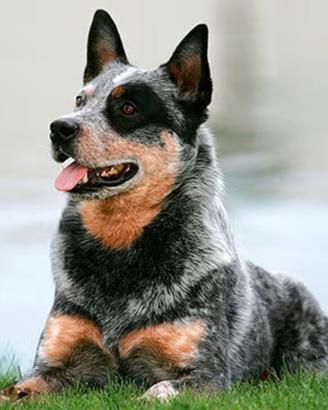 Cattle dog