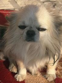 Chihuahua