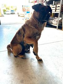 Cuccioli di cane