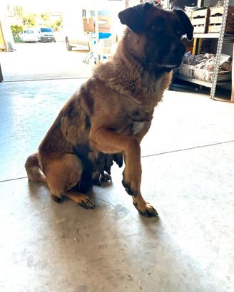 Cuccioli di cane