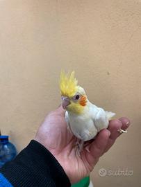 Calopsite lutino da svezzare