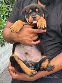 Rottweiler