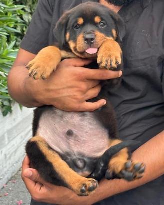 Rottweiler