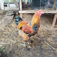 Gallo Brahma perniciato oro