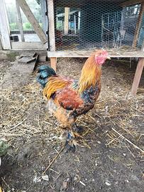 Gallo Brahma perniciato oro