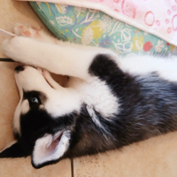 Cuccioli siberian husky