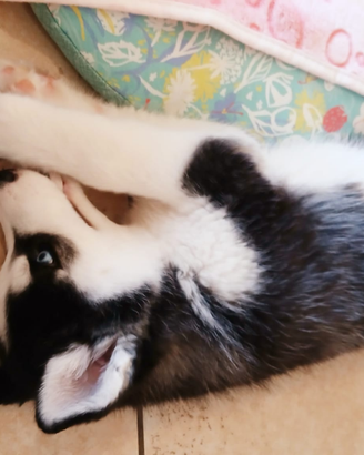 Cuccioli siberian husky