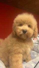 Barboncini 2 mesi CRAZY DOG