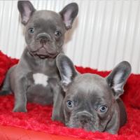 Cuccioli bulldog francese total blu occhi blue