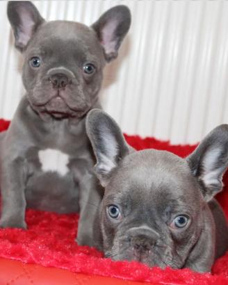 Cuccioli bulldog francese total blu occhi blue