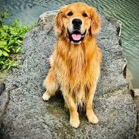 Maschio Golden retriever disponibile per monta